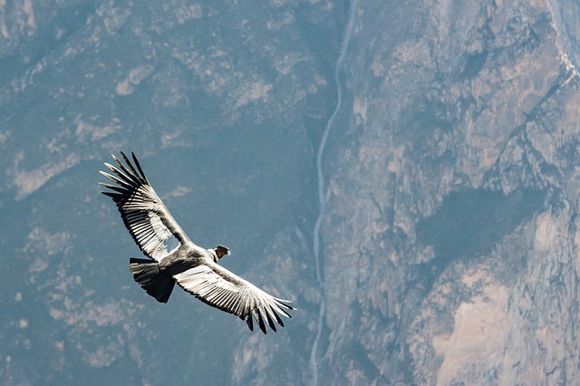 Un cóndor sobrevolando las montañas