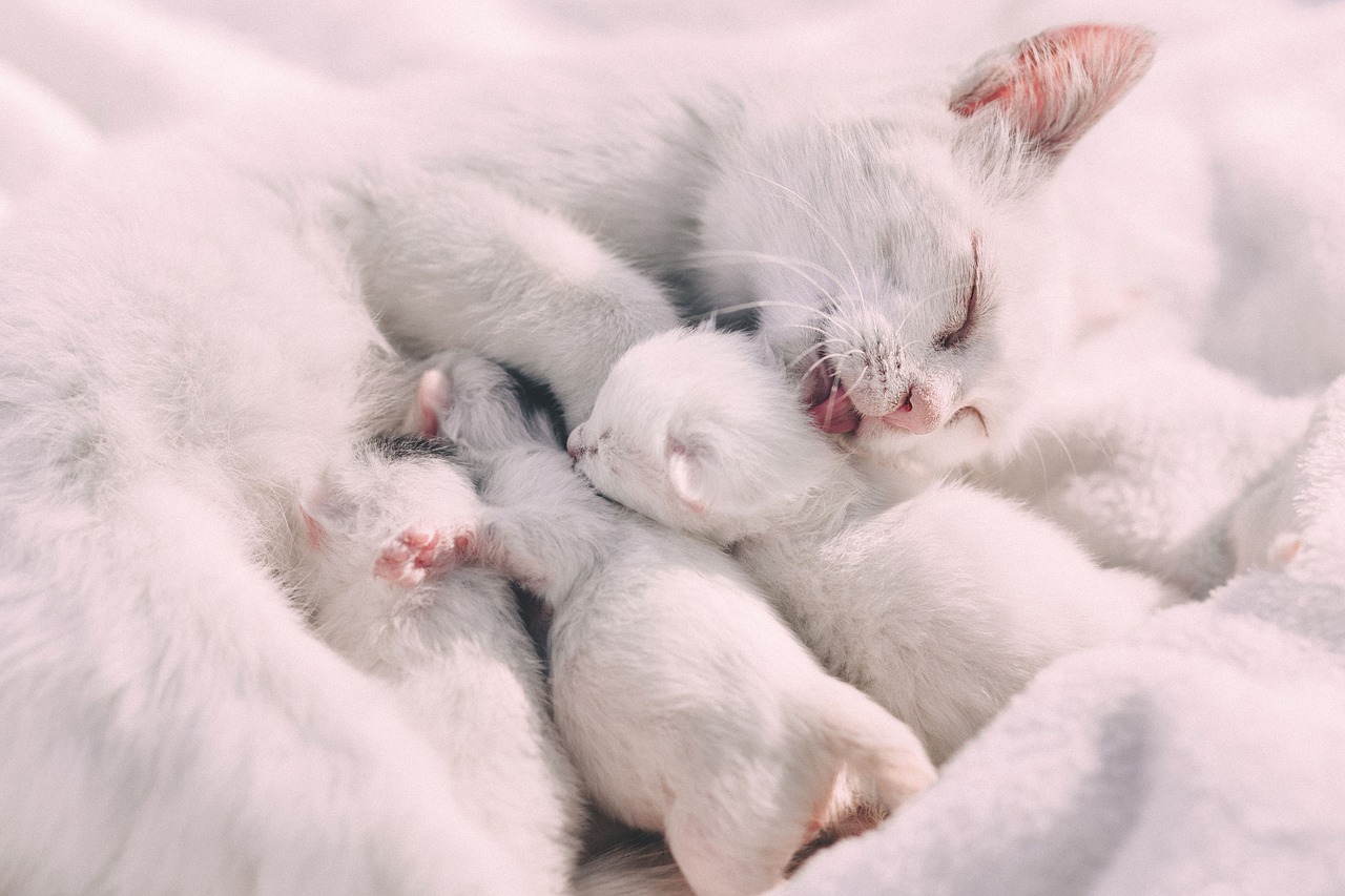 Cachorros de gatos blancos