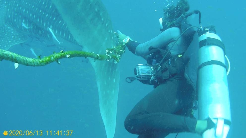 Tiburón ballena con cuerda de nylon