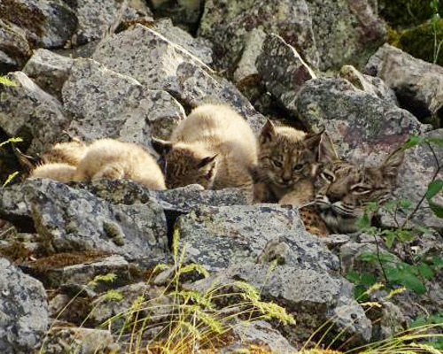 Cachorros de lince ibérico con su madre