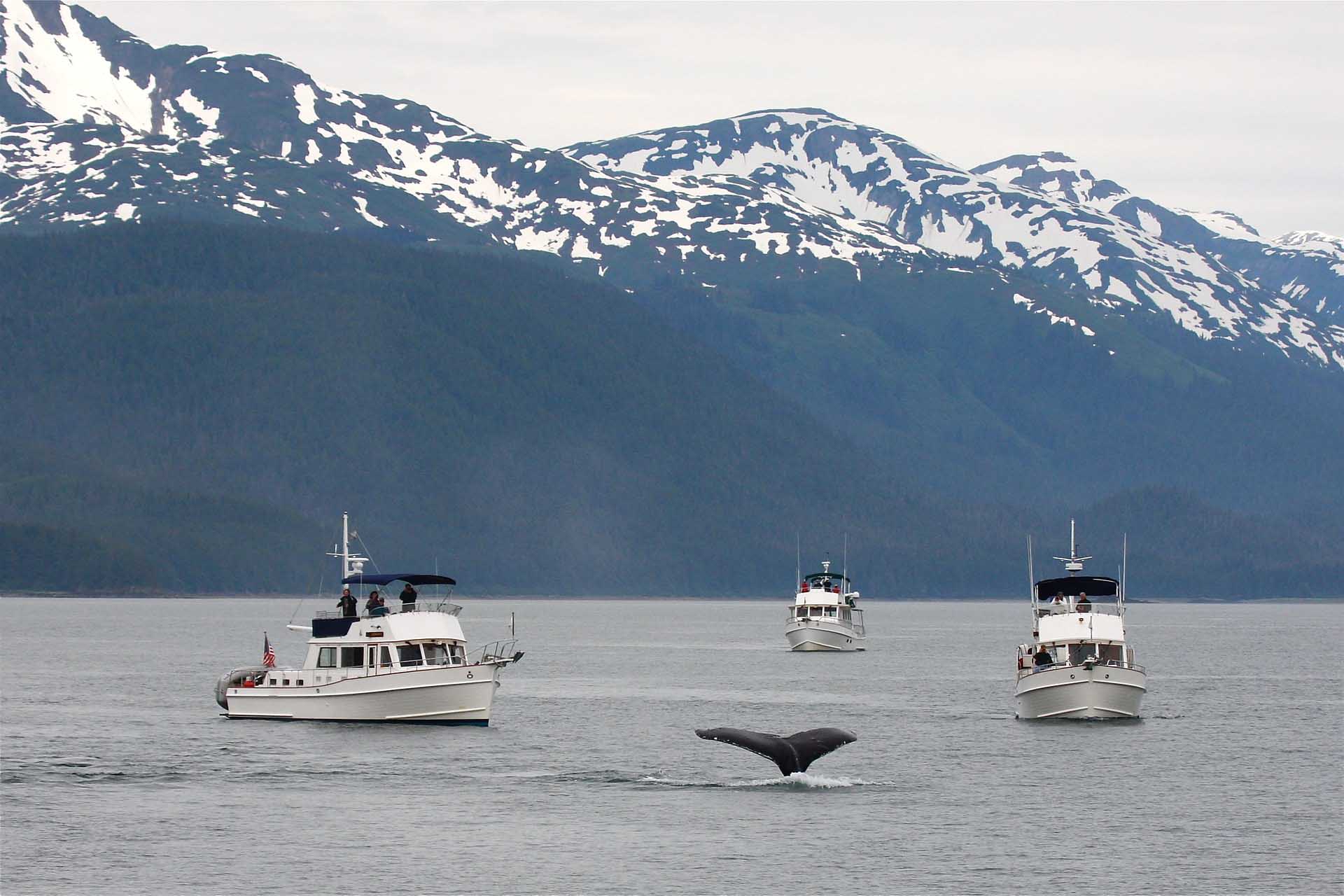 Avistamiento de ballenas jorobadas en Alaska
