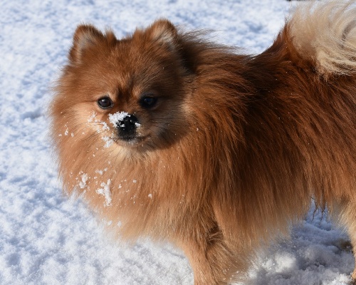 Perro pomerania jugando en la nieve