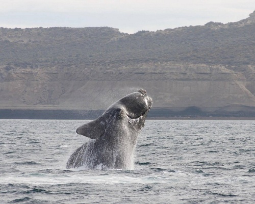 Ballena franca en libertad