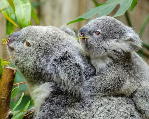 Los koalas pueden llegar a dormir 22 horas al día