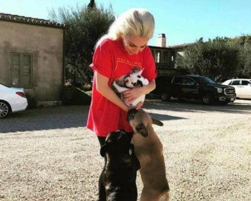 Lady Gaga ofrece una recompensa de 500.000 dólares por recuperar a sus perros