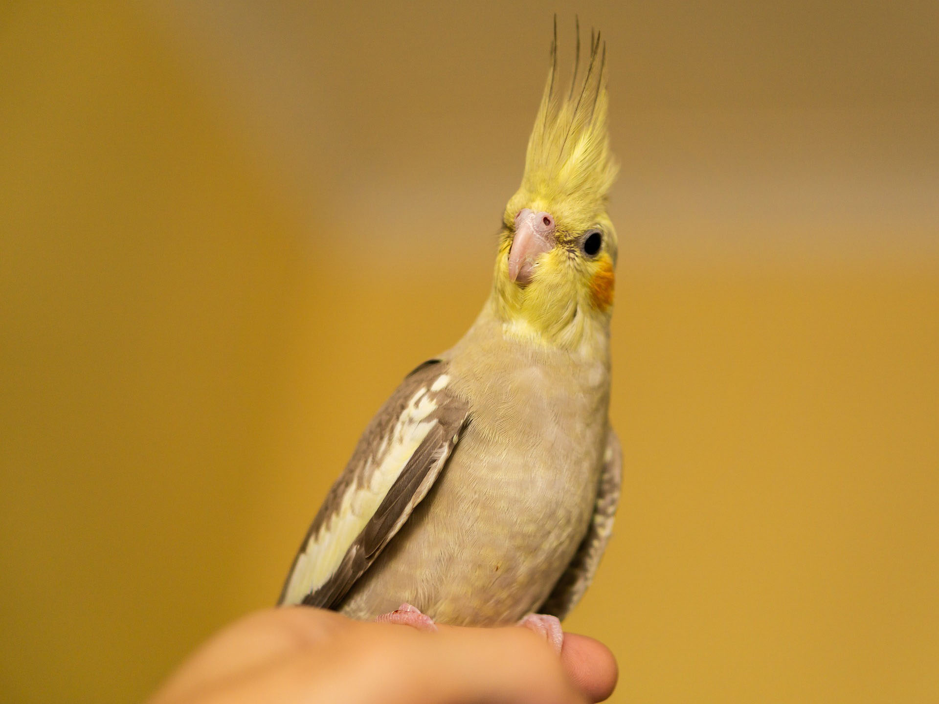 Una cacatúa ninfa necesita tiempo para volar en libertad