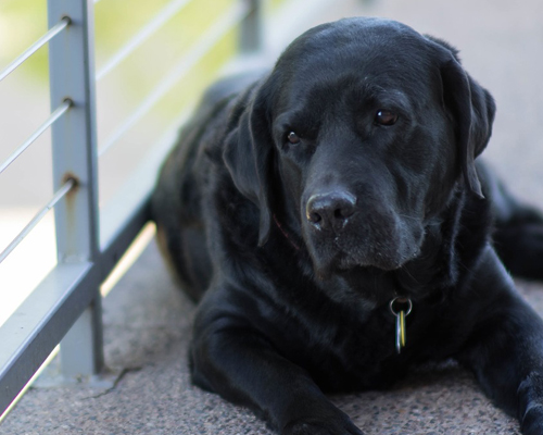 Un Labrador en el balcón