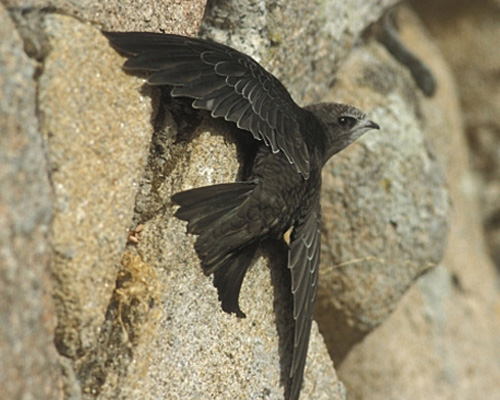 Hoy es el Día Mundial del Vencejo, un ave migratoria que puede pasar casi un año volando ininterrumpidamente