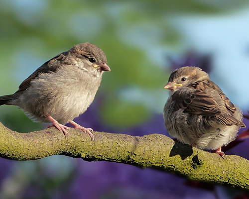 El gorrión es una de las especies amenazadas de extinción en España