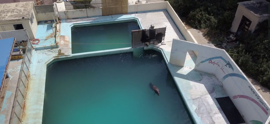 Honey permanecía en soledad en este acuario abandonado