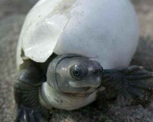 Tortuga de techo birmana