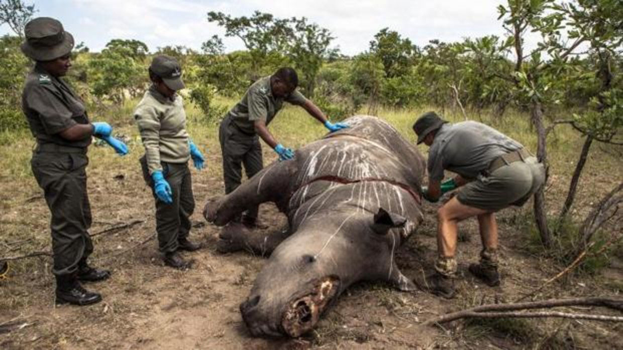 Rinoceronte asesinado en Botsuana