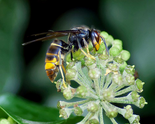 Avispa velutina o avispa asiÃ¡tica