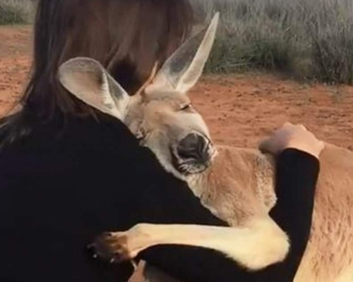 Abigail, la canguro que abraza a sus cuidadores