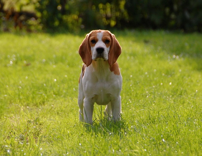 Un beagle en el campo