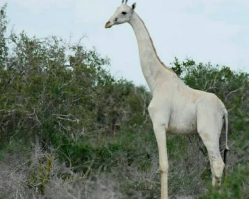Jirafa blanca en Kenia