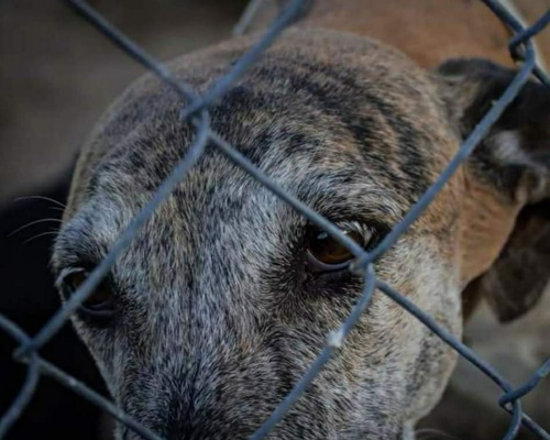 Galgo abandonado a la espera de una familia de adopciÃ³n