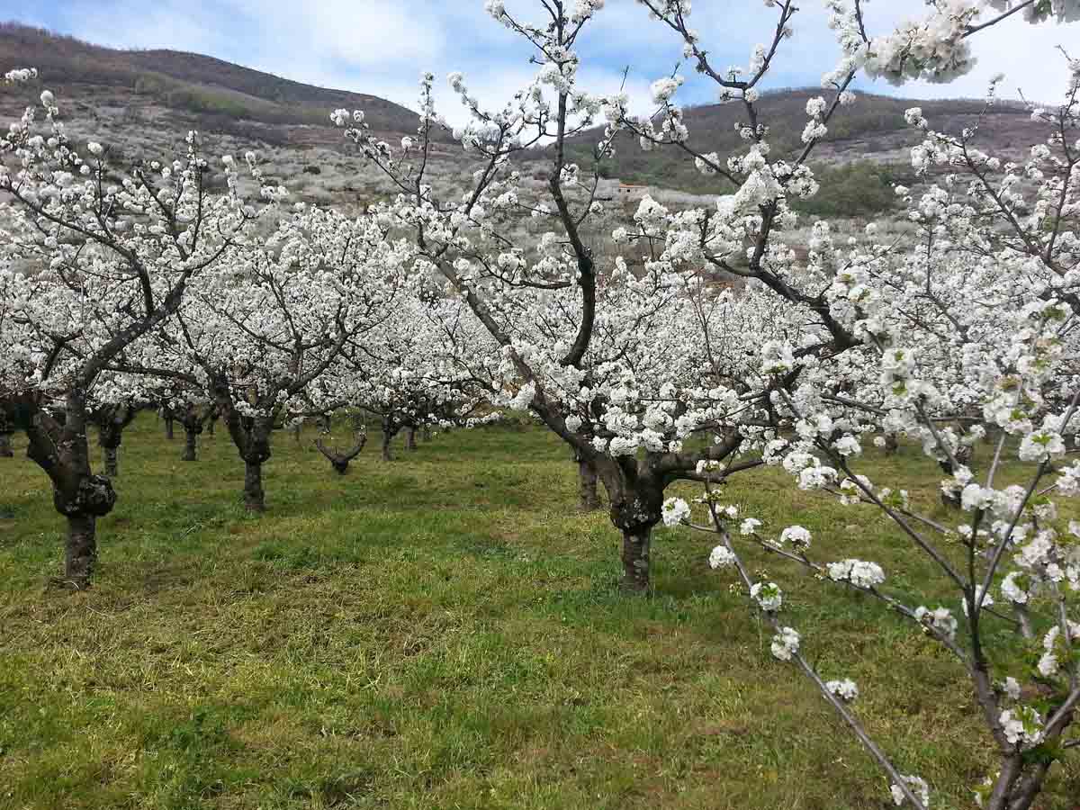 Comienza la floración de los cerezos en el Valle del Jerte