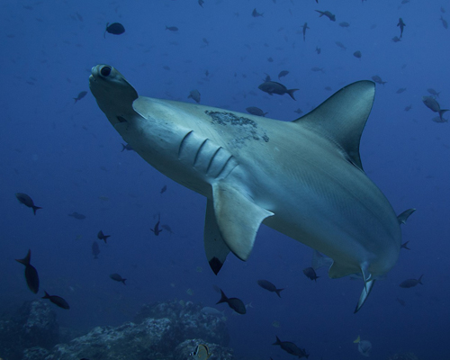 La población de tiburones está descendiendo de forma alarmante