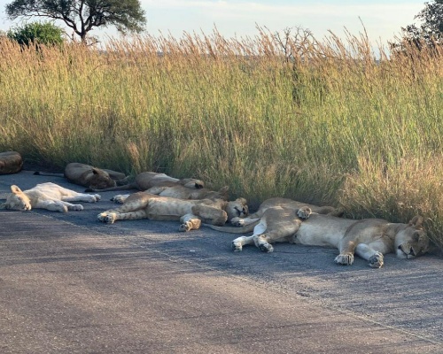 Leones descansan sobre el asfalto en el Kruger
