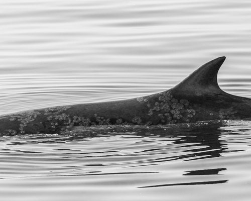 Aparecen varadas 12 ballenas grises en la costa oeste de Estados Unidos