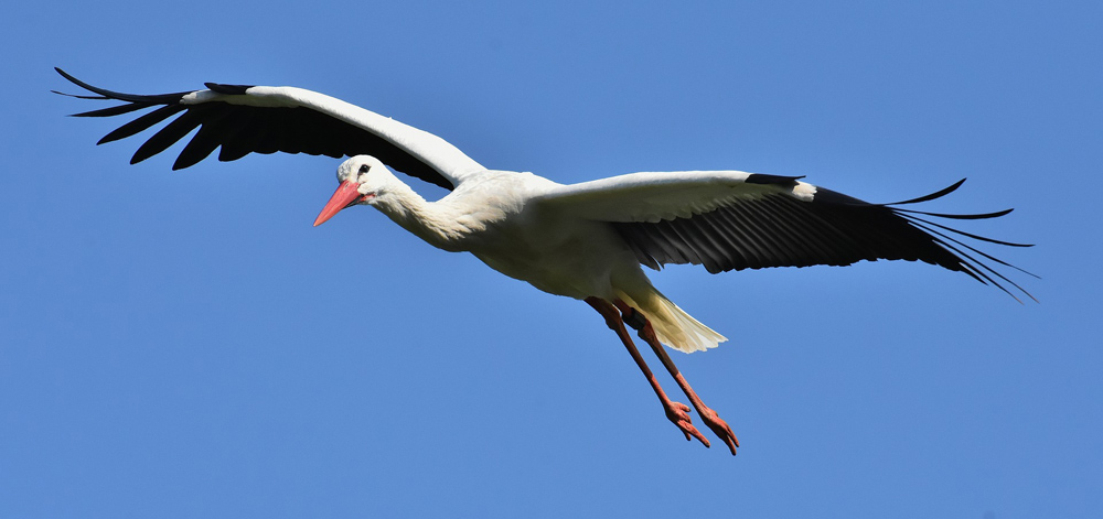 La cigüeña blanca es un ave migratoria que está cambiando su comportamiento