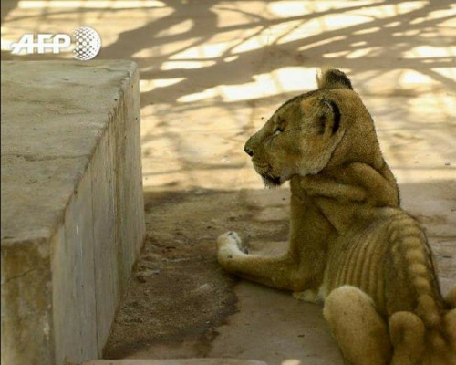 Leones desnutridos en un zoo de SudÃ¡n