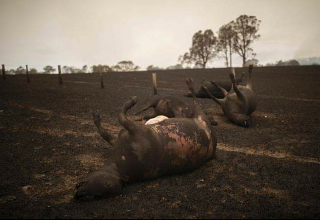 Caballos fallecidos en los incendios de Australia