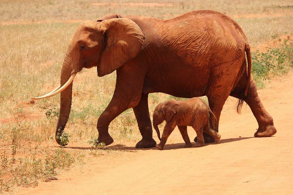 Elefantes en Tsavo East Park, en Kenia