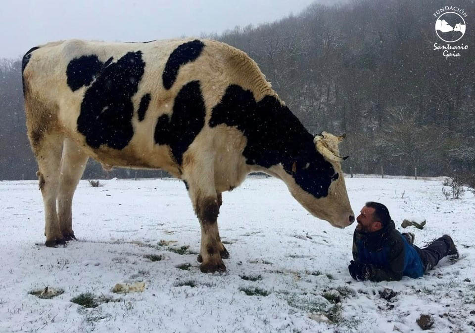 El toro Samuel con su cuidador Ismael en Santuario Gaia