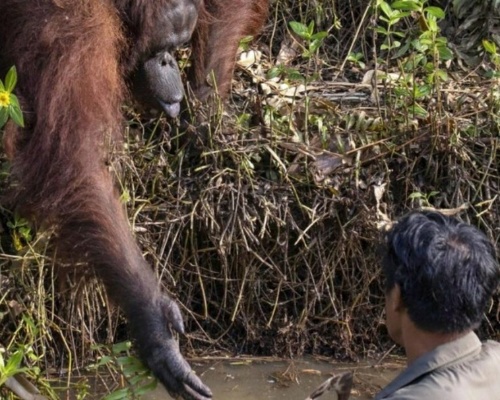 Un orangutÃ¡n tiende la mano a un hombre pensando que necesita ayuda