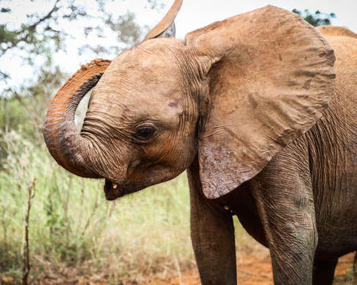 Maisha, de Sheldrick Wildlife Trust