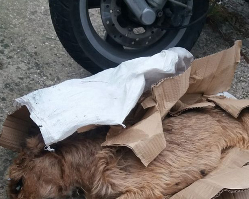 Buscan al dueño que abandonó a una perra moribunda en Xátiva