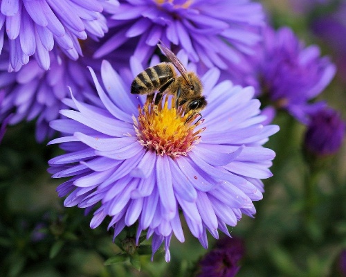 Abeja en una flor