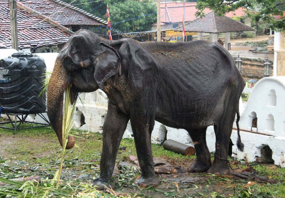 Muere Tikiri, la elefanta maltratada en Sri Lanka