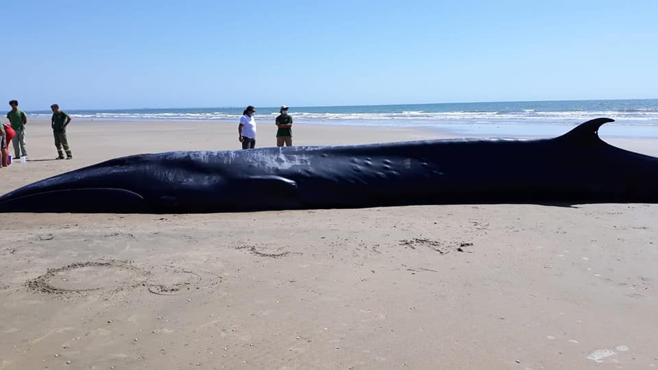 Rorcual boreal varado en DoÃ±ana