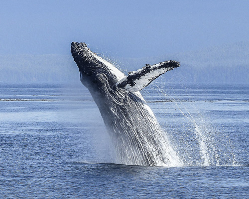 Ballena en Canadá