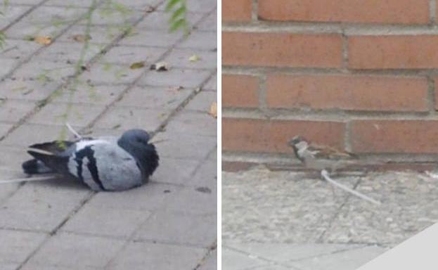 Buscan a quien amputa patas a los pájaros mediante bridas en Granada