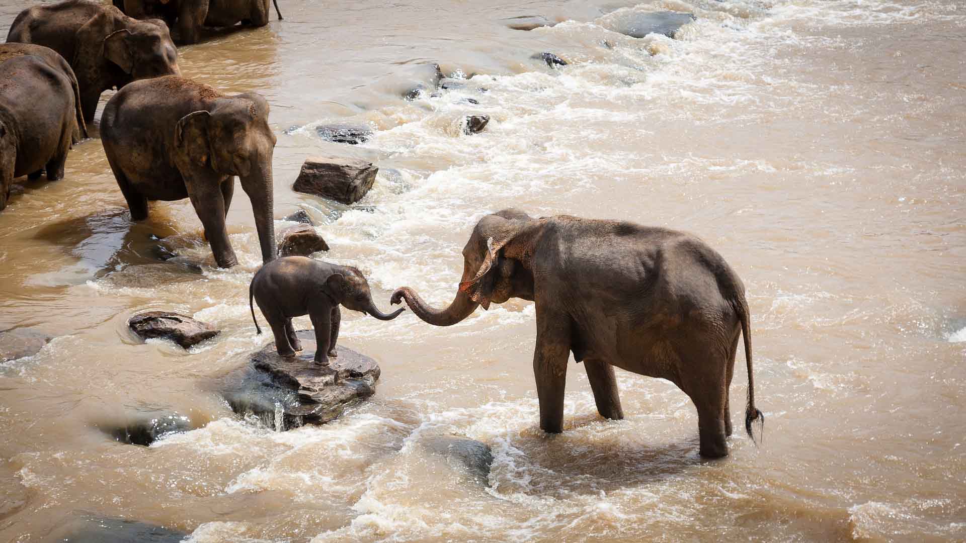 Elefante funeral cría