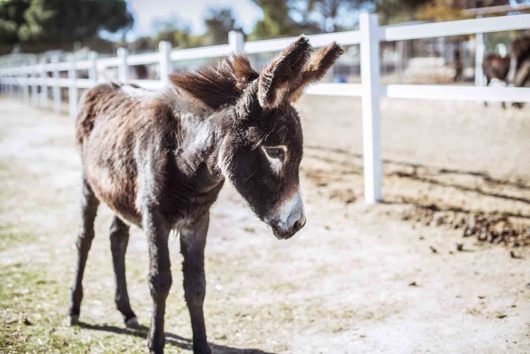 Un burro de Burrolandia