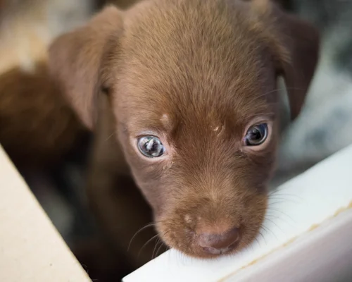 un cachorro de perro