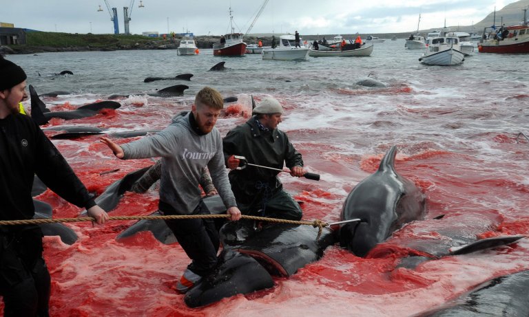 masacre islas feroe ballenas