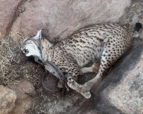 Lince ibérico muerto a disparos