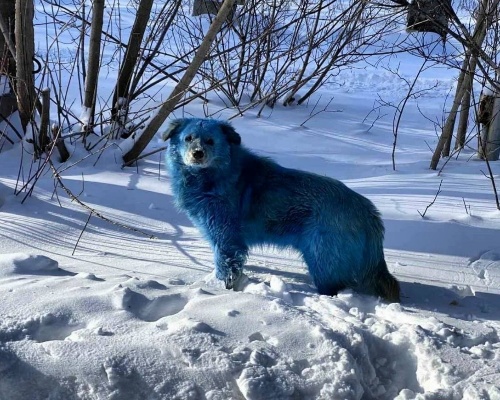 Descubren perros azules en una localidad rusa