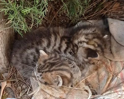 Buscan a quienes han abandonado a seis gatos con los hocicos atados en Torrent