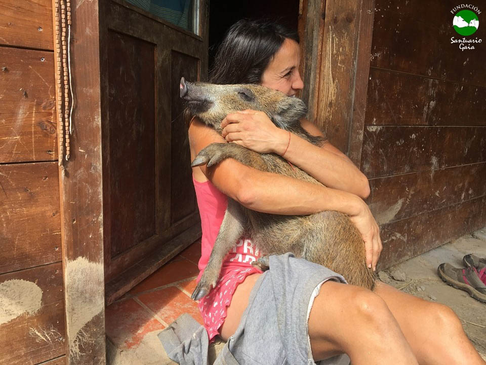 La jabalí Meghan disfrutando con Lía en Santuario Gaia