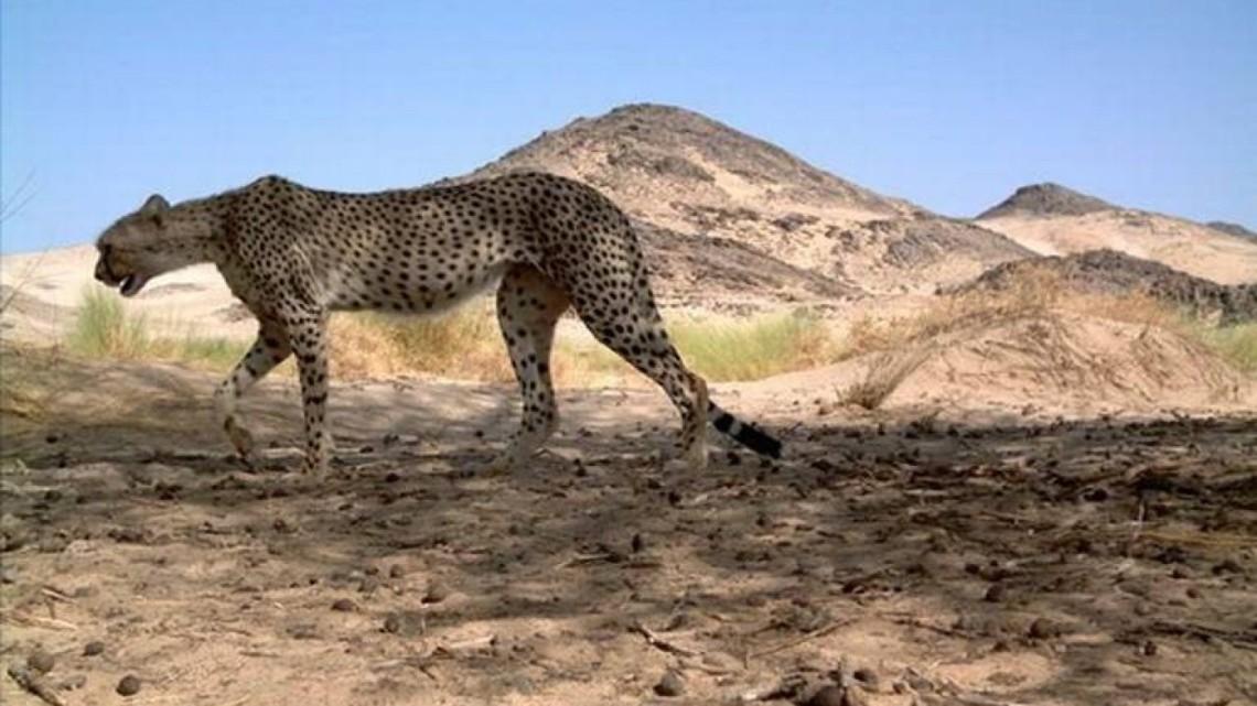 Un guepardo sahariano en libertad