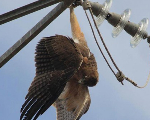 Anse denuncia la muerte de aves protegidas en los tendidos eléctricos de Murcia