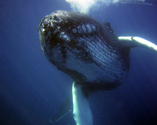 Primer plano de una ballena jorobada