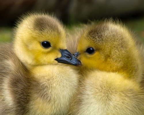 dos patos en libertad